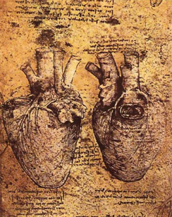 Leonardo da Vinci’s drawing of the heart and its blood vessels