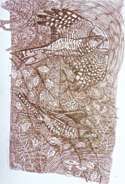 An ink drawing of a sparrowhawk by Vawdrey Taylor