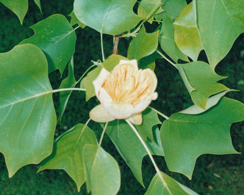 A tulip tree flower