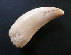 A whale's tooth